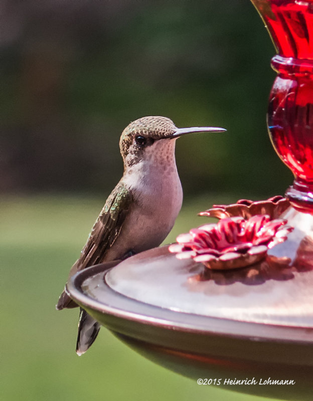 IMP9910-Hummingbird.jpg