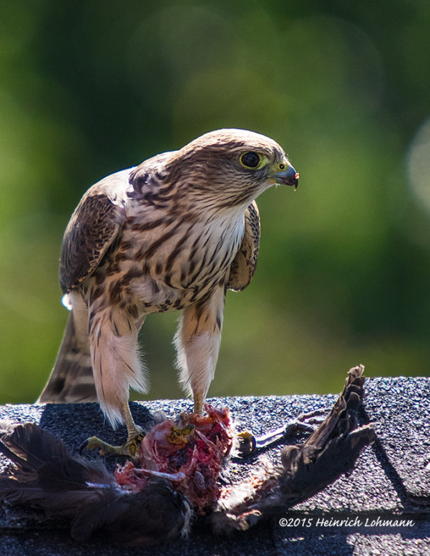 K3C9067-Merlin.jpg