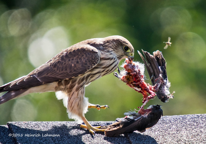 K3C9121-Merlin.jpg