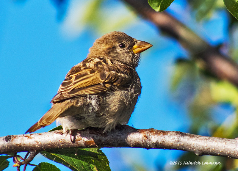 K3C8827-House Sparrow.jpg