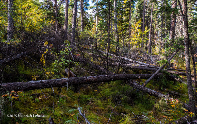 IMP0480-Kananaskis.jpg