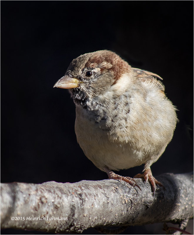 K3D0396-House Sparrow male.jpg