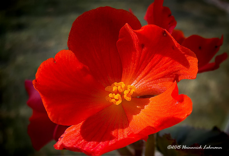 IMP0062-Begonia.jpg