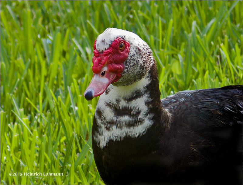 IMP0250a-Muscovy Duck.jpg