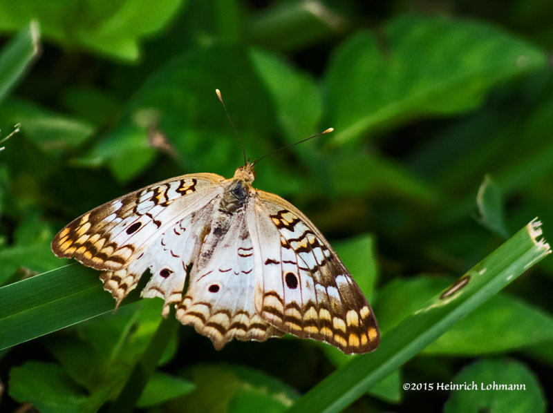 K3D0563-White Peacock.jpg