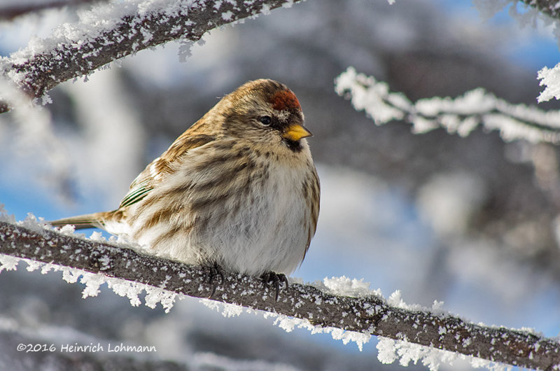 K3D5305-Redpoll.jpg