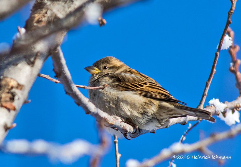 K3D5310-House Sparrow.jpg