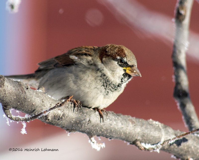 K3D5363-House Sparrow male.jpg