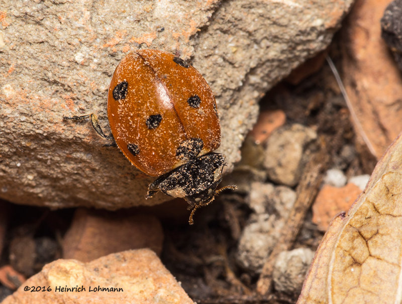 K3D5460-Lady Bug.jpg
