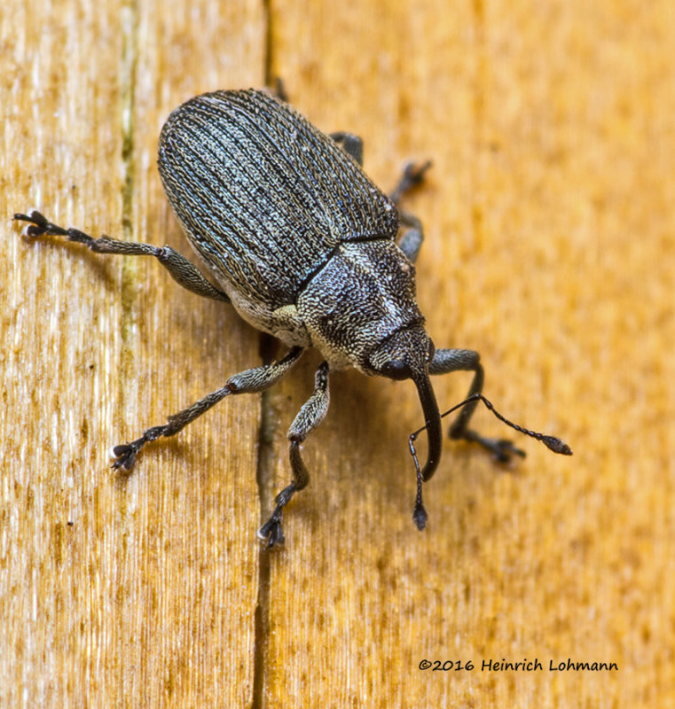 K3D5505-Tiny Weevil-about 3mm in total lenght.jpg