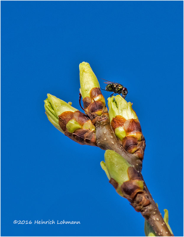 K3D5512-Mayday tree buds.jpg