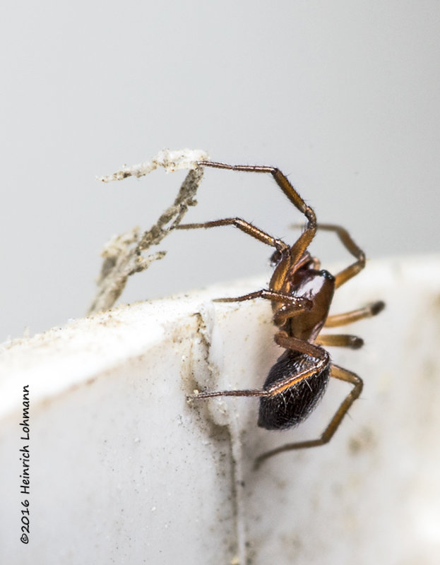 K3D5621-unidentified tiny spider.jpg