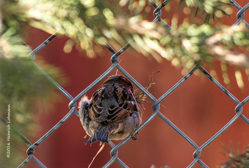 K3D5671-House Sparrow-male.jpg