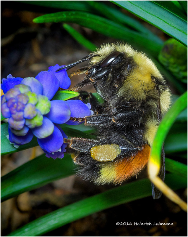 K3D5751-Red-tailed Bumble Bee.jpg