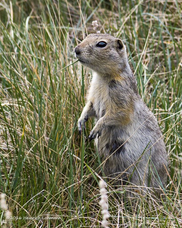 IMP3566-Ground Squirrel.jpg