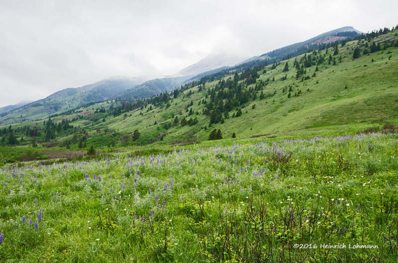 K5I1905-Waterton Lakes Natioinal Park.jpg