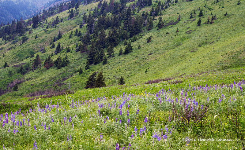 K5I1919-Waterton Lakes National Park.jpg