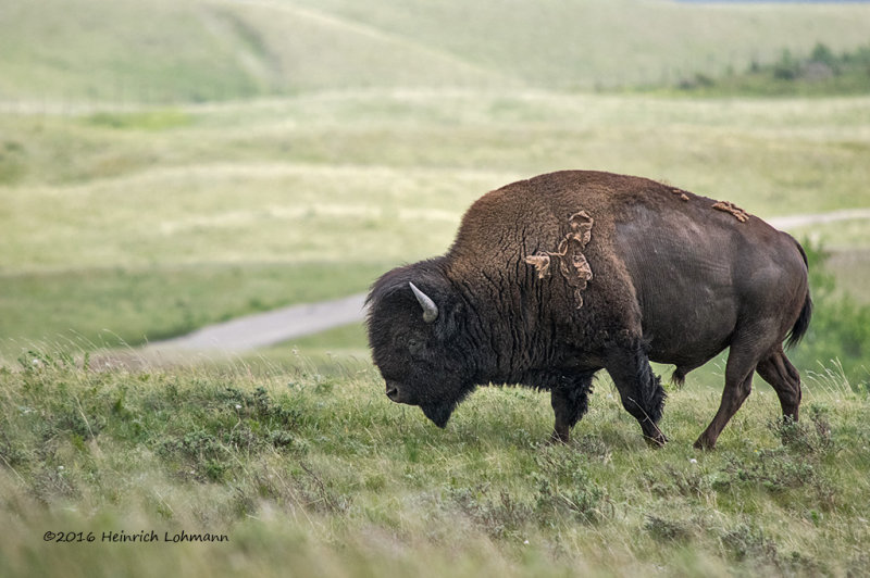 K3D6125-Bison.jpg