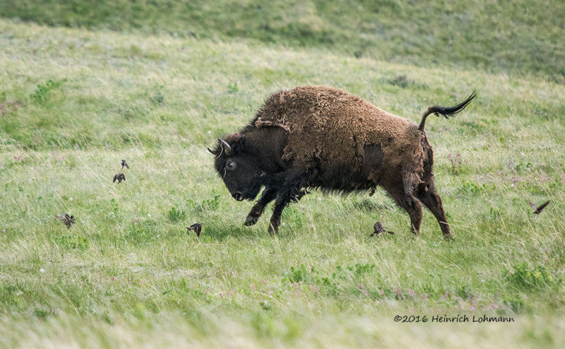 K3D6155-Bison.jpg