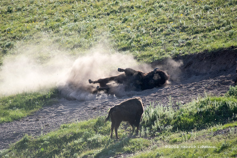 K3D7729-Bison.jpg