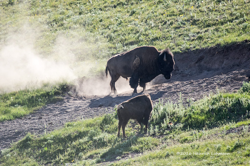 K3D7731-Bison.jpg