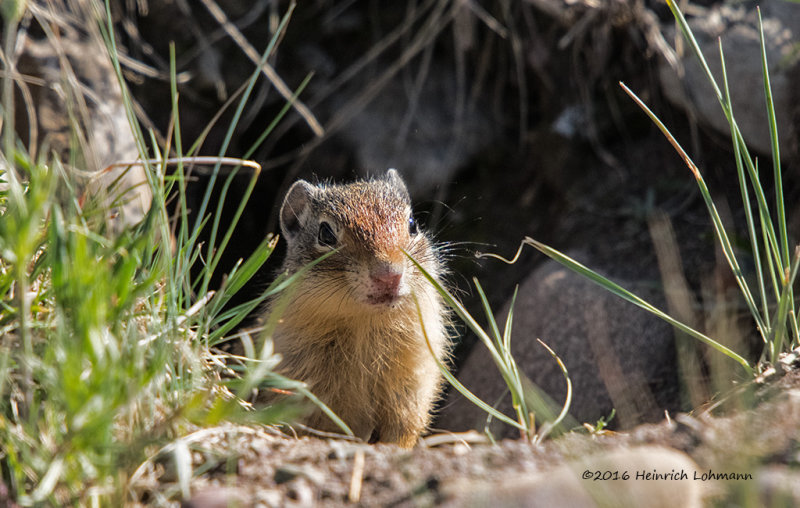 K3D7647-Columbian Ground Squirrel.jpg