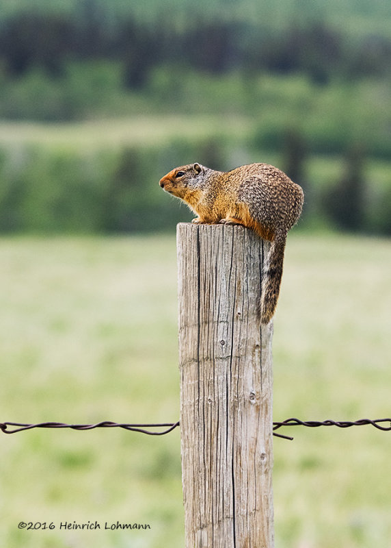 K3E0257-Richardson Groundsquirrel.jpg
