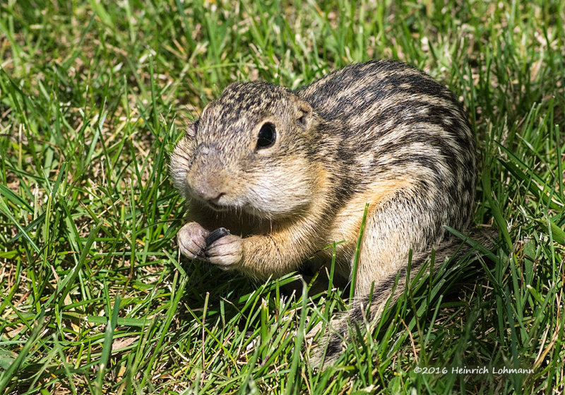 K311819-Thirteen-linrd Groundsquirrel.jpg