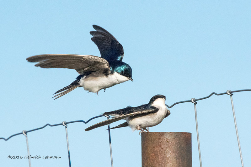 K3D6885-Tree Swallows.jpg