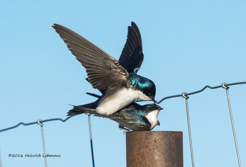 K3D6932-Tree Swallows.jpg