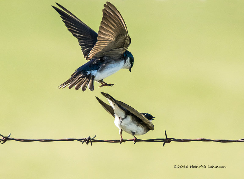 K3D7815-Tree Swallows.jpg