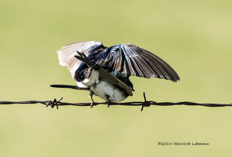 K3D7821-Tree Swallows.jpg