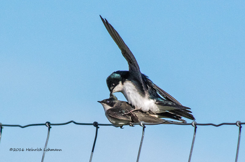 K3D7950-Tree Swallows.jpg