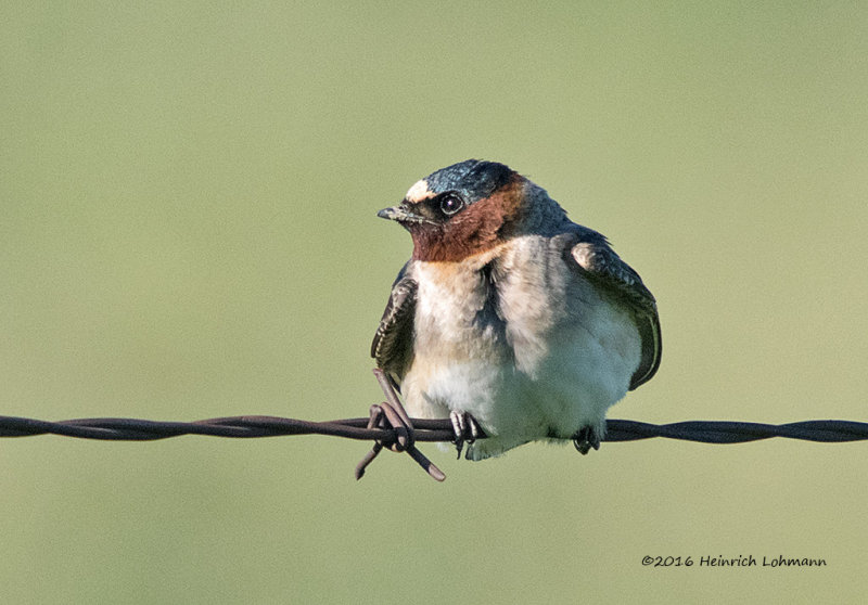 K3E1244-Cliff Swallow.jpg
