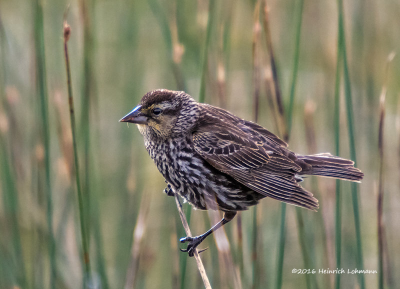 K3E1446-Red-winged Blackbird-female.jpg