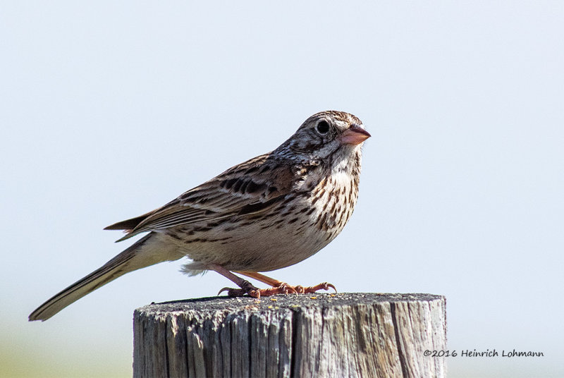K313129-Vesper Sparrow.jpg