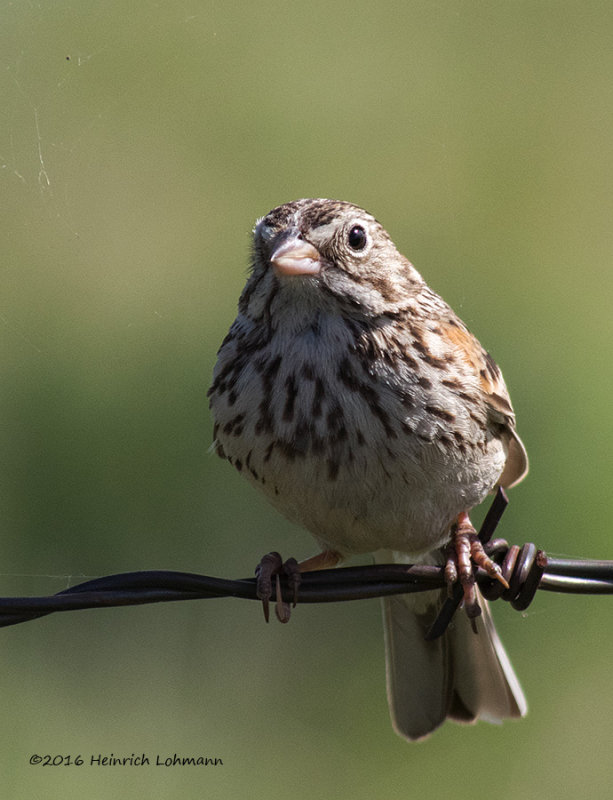 K313143-Vesper Sparrow.jpg