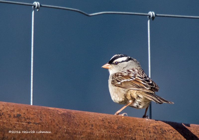 K3E0640-White-crowned Sparrow.jpg