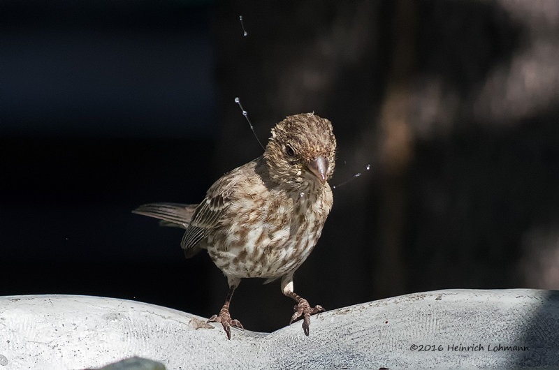 K314181-House Finch-female.jpg