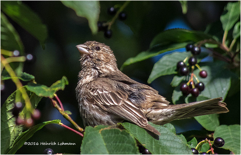 K314249-House Finch-female.jpg