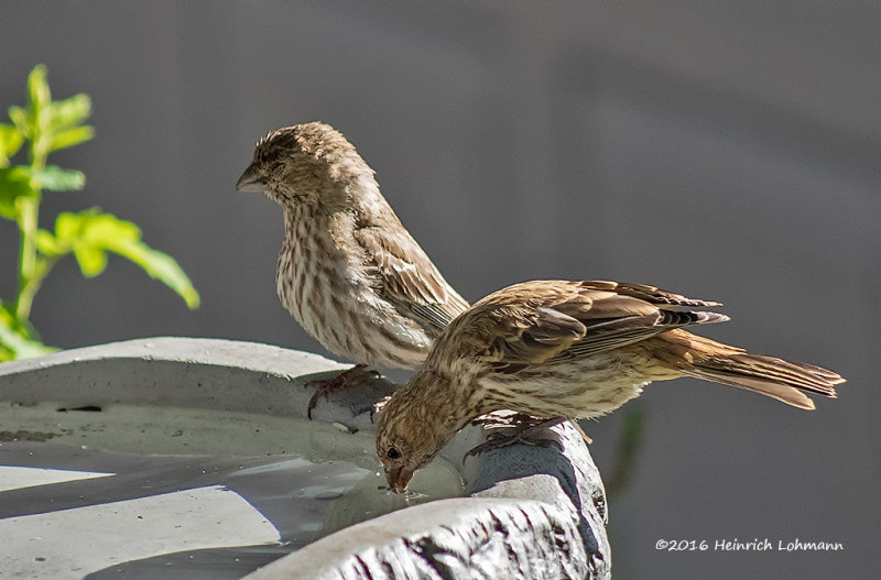 K314374-House Finches-female.jpg