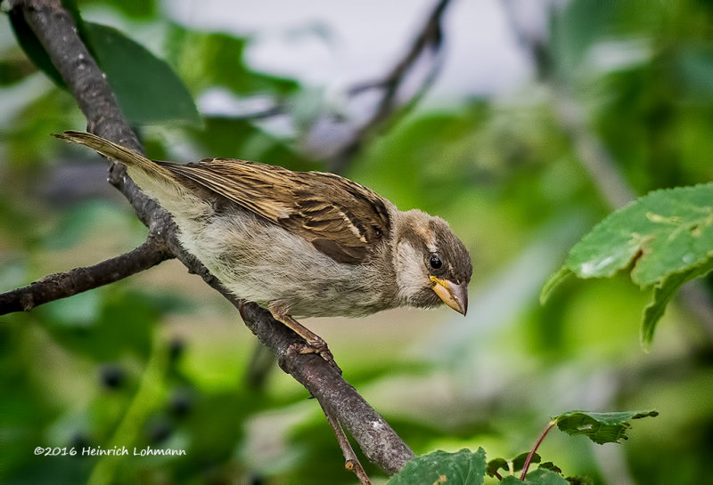 K3E2248-House Sparrow-male-juvenile.jpg