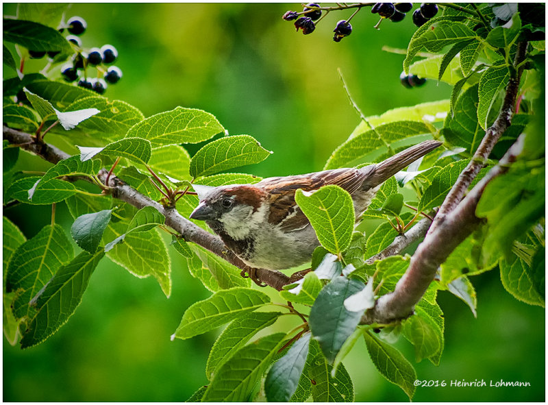 K3E2337-House Sparrow-male.jpg