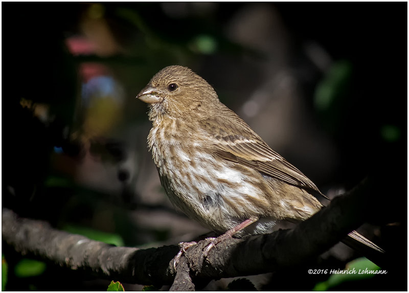 K3E3105-House Finch-female.jpg