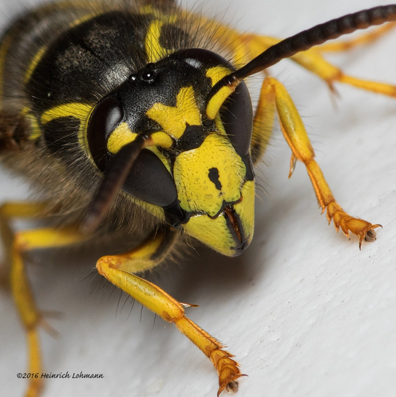 K314527-Sandhills Hornet.jpg