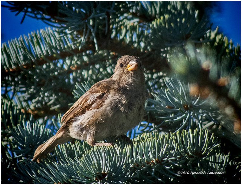 K3E3111-House Sparrow-female.jpg