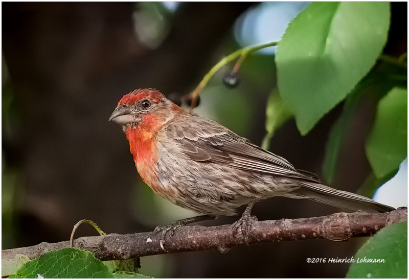 K3E3292-House Finch-male.jpg