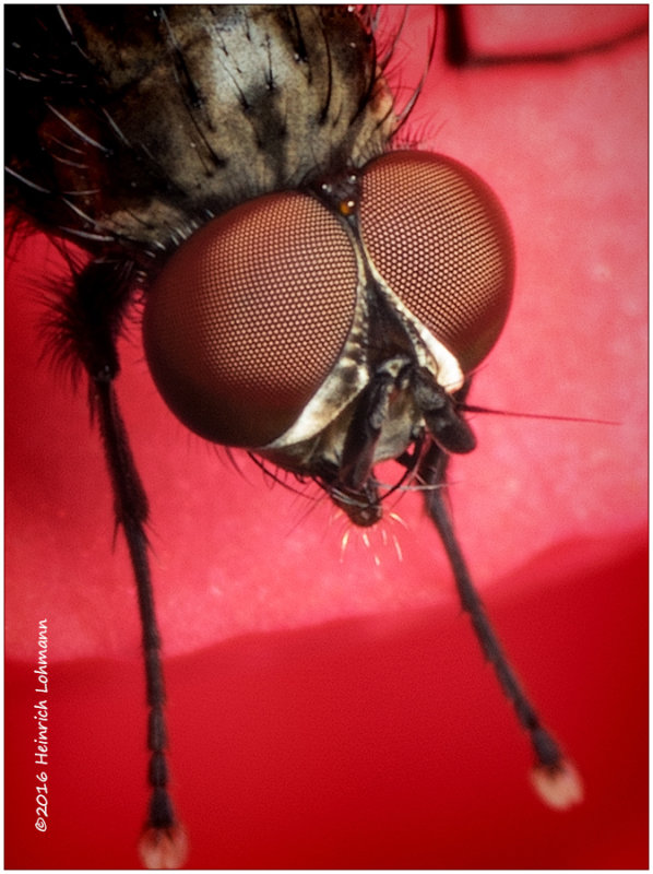 K314587-Tiny Fly.jpg