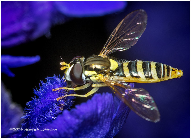 K314644-American Hover Fly.jpg