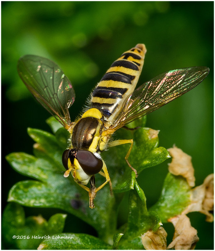K314743-American Hover Fly.jpg